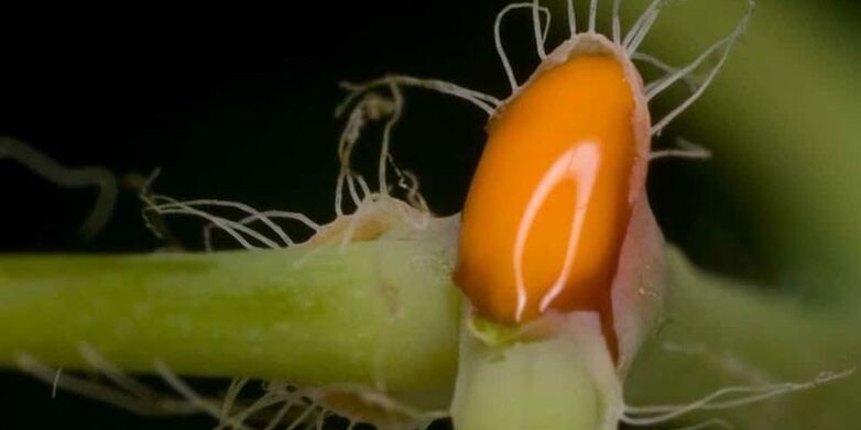 Celandine juice for toenail fungus treatment